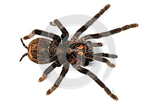 Photo of the tarantula spider xenesthis immanis close-up on a white background