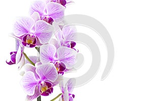 Photo of tender orchid branch blossoming with purple flowers isolated on white background. Phalaenopsis orchid flower blooming twi