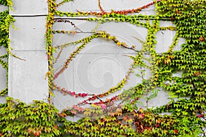 Photo texture of green ivy on concrete wall