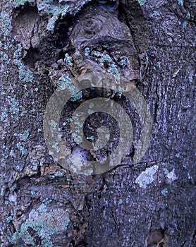 photo of the texture of an old cempedak tree trunk that has started to corrode