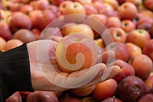 Photo on the theme of fruit.