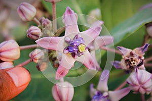 A photo of the thistle or biduri plant (tropical calo gigantea)