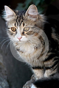 A photo of the three colored fluffy cat staring on the street