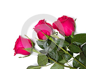 Photo of three fresh dark pink roses on whites background.