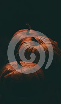 Photo of three orange pumpkins on black background, halloween celebration.