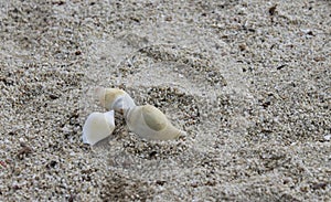 Photo of three for the shell of a snail called Gong Gong