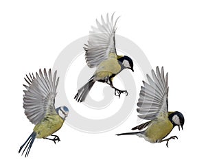 Photo of three tits in flight
