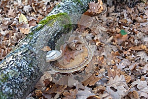 Photo tinder fungus on dead rotten tree trunk lying on the forest floor