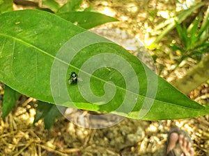 Photo Tiny green insect in green leaf natural background