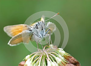 Photo tiny yellow-spotted butterfly - Thymelicus acteon.  Yellow-blue tiny butterfly.