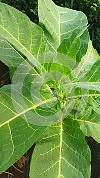 Photo of a tobacco tree that has several leaves
