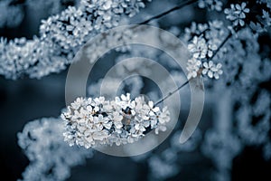 Photo of toned closeup blossoming tree in forest or park. Beautiful nature background