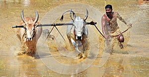 Bullock race in a farm area of kakkoor.karala.