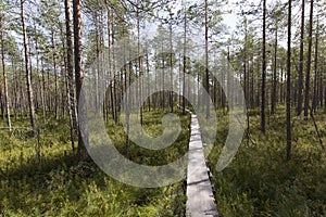 Photo of a trail in lake region