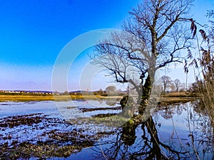 Photo of tree in field and their reflection photo
