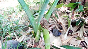 A tree frog is on a taro branch and getting ready to jump