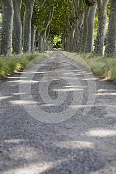 Photo of Tree lined path