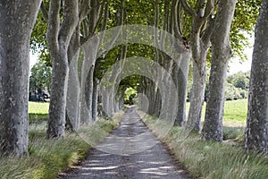 Photo of Tree lined path