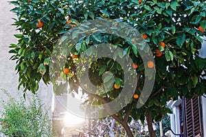 Photo of tree with mandarins