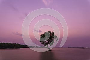 Photo tree of mangroves on  beach with sea in the morning