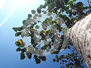 a photo of a tree that is photographed from below with the effect of sunlight on it.