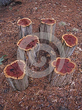 Photo of Tree Stumps