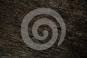 Photo of tree texture, showing tree bark. wavy textures and strong colors. background for texts
