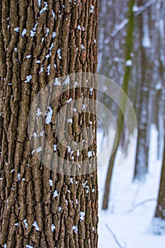 Photo of a tree trunk in the forest in winter with falling snow