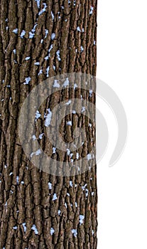 Photo of a tree trunk in the forest in winter isolated on white background
