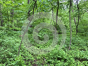 Trees and Green Forest in May in Spring