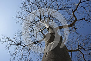 Photo of trees without leaves Shoot from the trunk up to the top at close range. with the sky in the background