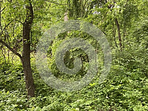 Trees and Green Forest in May in Spring