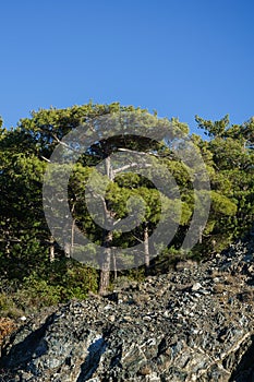 Photo of trees on mountain slope