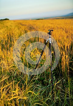 Photo tripod standing in a wheat field ready for shooting