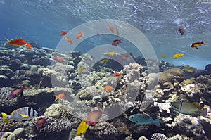 Photo of a tropical Fish on a coral reef