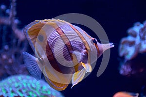 Photo of a tropical fish on a coral reef