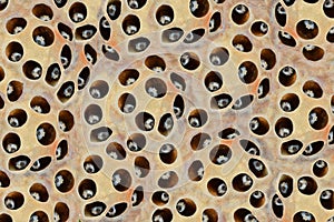 Photo for Trypophobia form lotus seeds