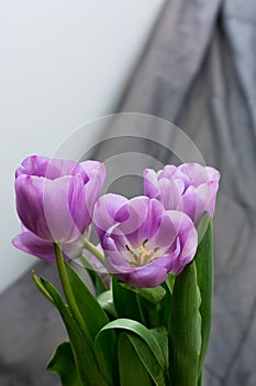 Photo of tulips buds with lilac petals in partial defocus together with gray background