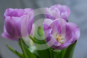Photo of tulips with lilac petals in partial defocus together with background