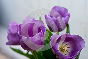 Photo of tulips with lilac petals in partial defocus together with light background