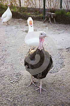 Photo of turkey and duck in the poultry yard