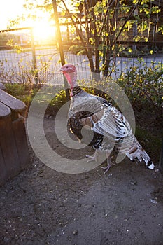 Photo of turkey on the farm at sunset hour