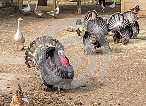 Photo of turkey and friends in farm yard