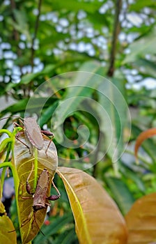Photo of Two Acanthocephala terminalis bugs on a mango leaves, this bugs also known as walang sangit in Indonesia photo