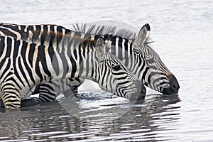 Photo of two beautiful zebras gracefully bending over the river and drinking water, Masai Mara