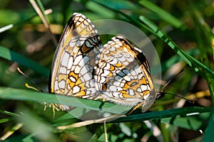 Photo of two butterflies in the green grass