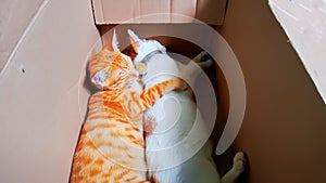 Photo of two cats sleeping in a cardboard box.