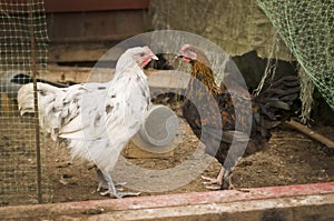 Photo of two chickens in a poultry yard.