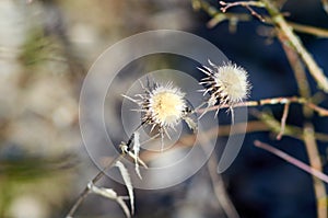 Photo of two dried thorny plants