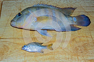 Photo of two Florida Mayan cichlid fish